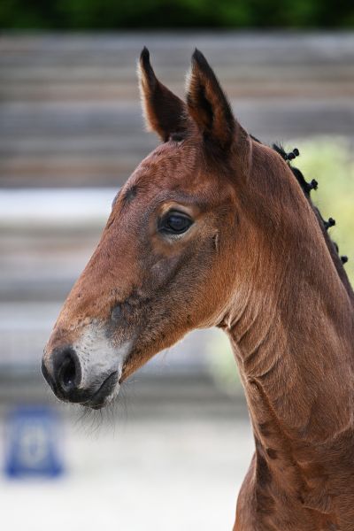 DINOZO DE REVE Z - Grandson of 1.60m Santa Catarina LS La